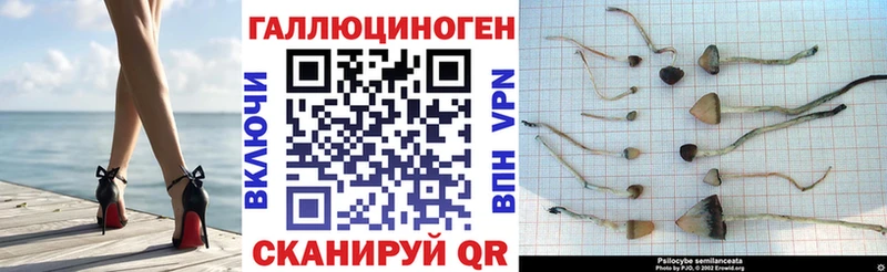 купить наркоту  площадка формула  Псилоцибиновые грибы Psilocybe  Малмыж 
